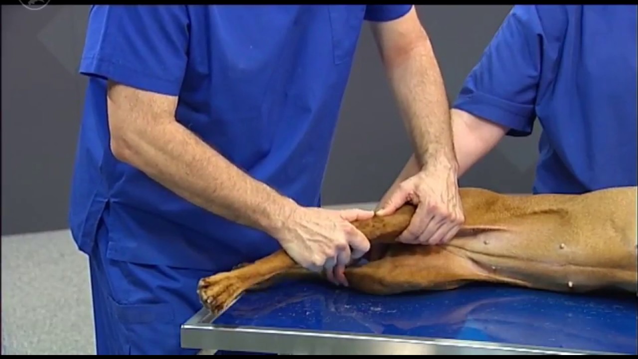 Untersuchung der Hintergliedmaße am liegenden Hund – Das Kniegelenk