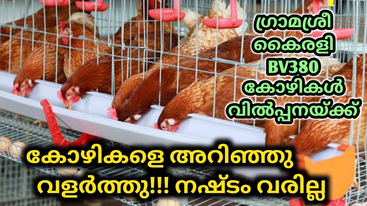 ഗ്രാമശ്രീ BV380 കോഴികൾ വിൽപ്പനയ്ക്ക്​  | BV380 and Gramasree Kozhi Valarthal