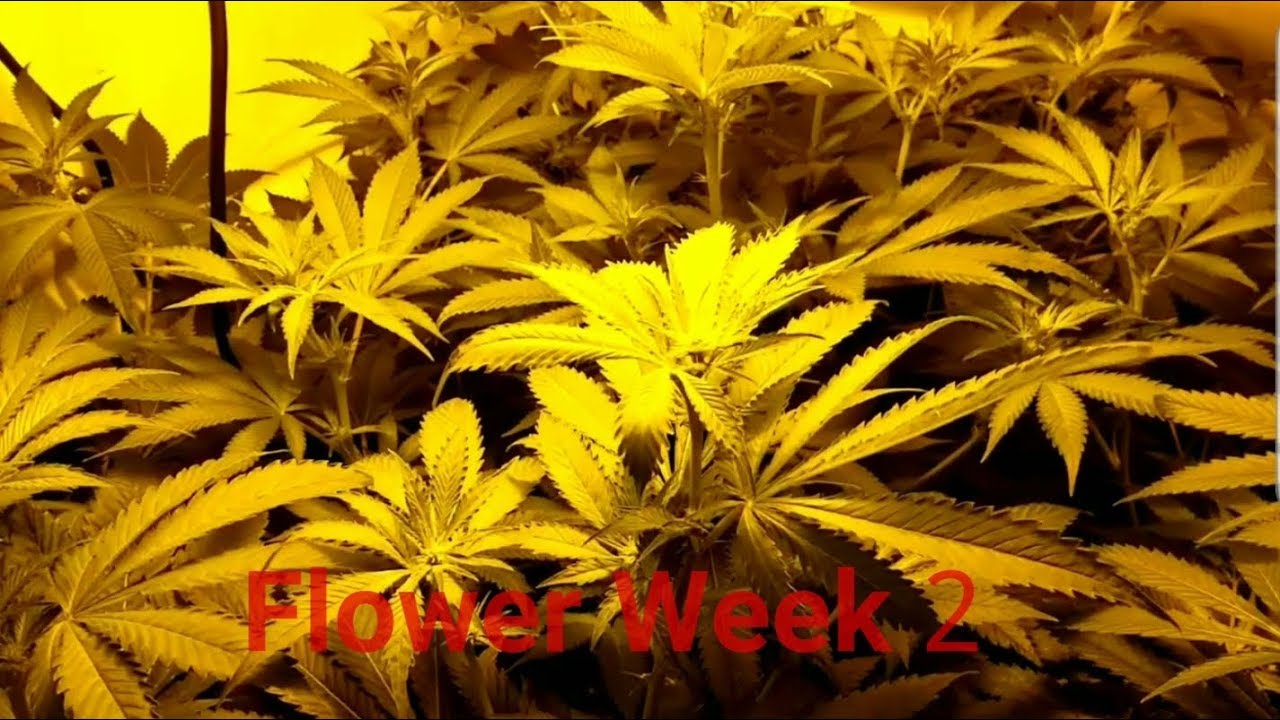 Flower Week 2 - 4min 20sec Update - DWC Super Lemon Haze, White Widow auto, Unknown Soldier