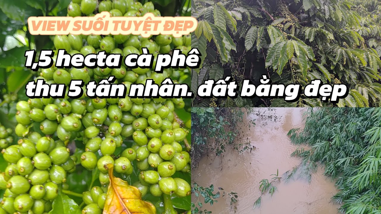 [Đã Bán] MẢNH VƯỜN CÀ PHÊ 1,5HA VIEW SUỐI ĐẸP, ĐẤT BẰNG TRIỀN KÍN CAFE KINH DOANH, RẺ NHẤT VÙNG