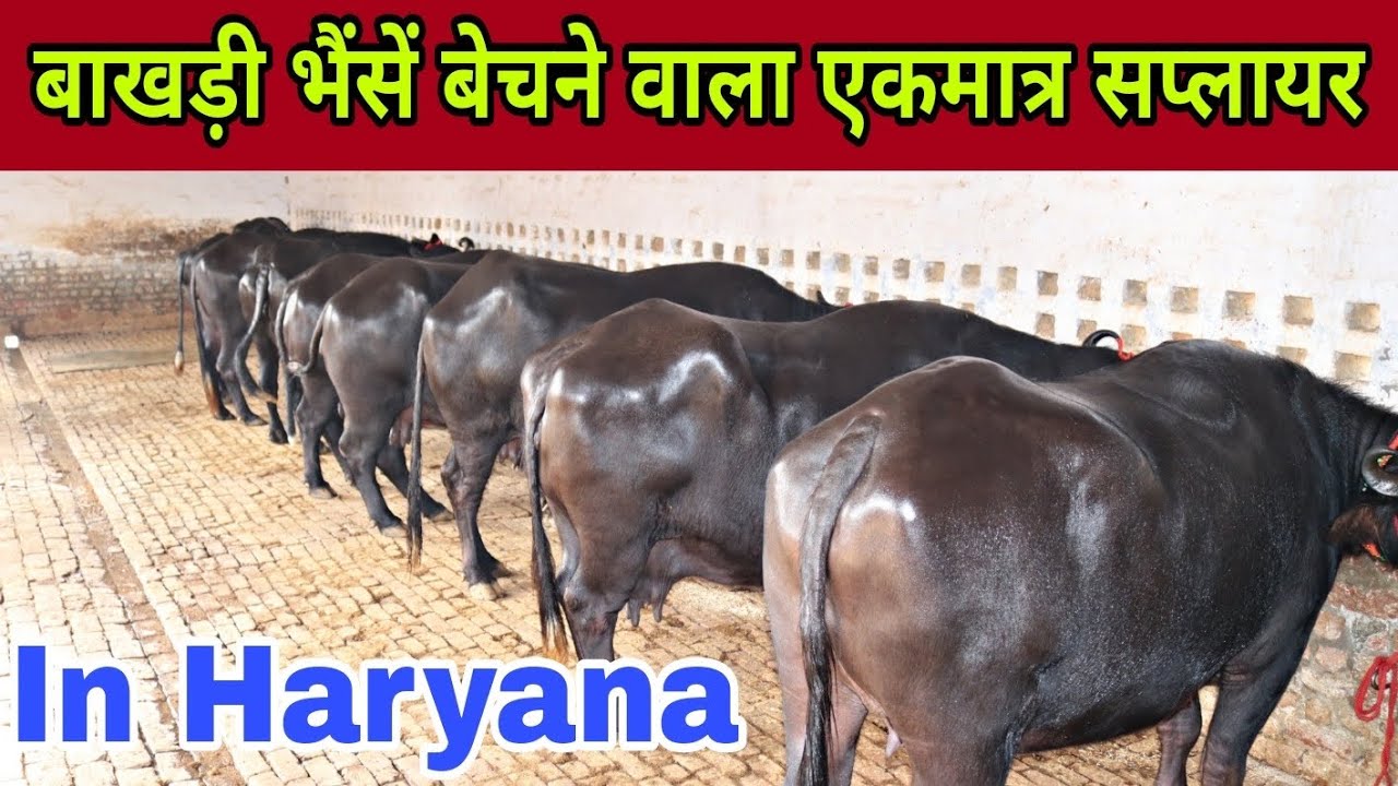 Breed-Murrah Buffalo || Dry, Milking & Heifer || Supply All Over India