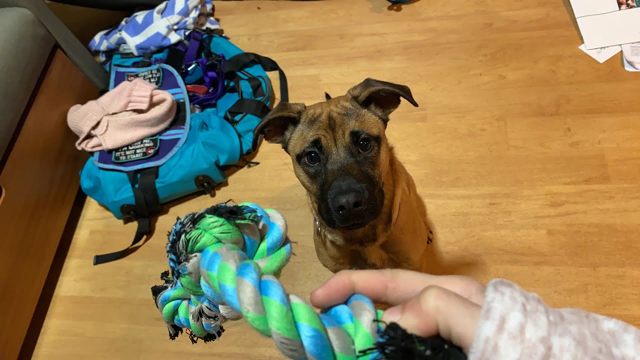 Service Dog After Labor & Delivery In Hospital