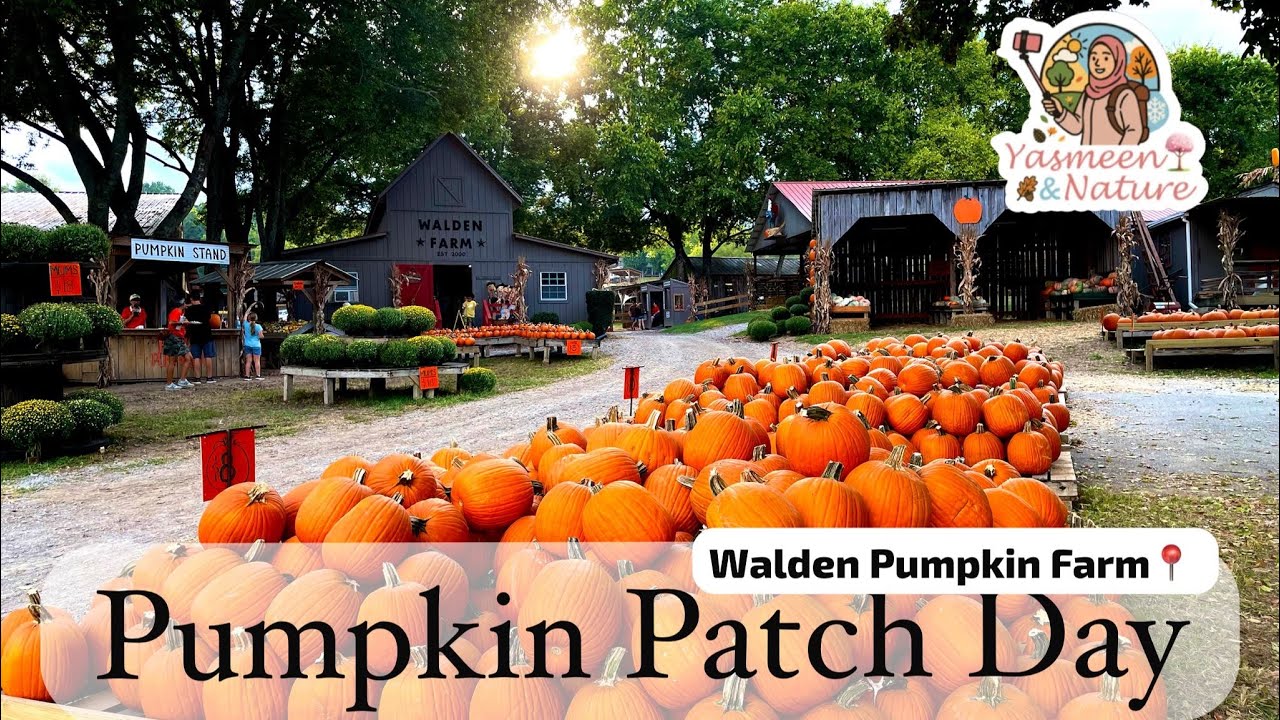 Pumpkin Patch Day at Walden Farm | Smyrna, TN 🍂🎃