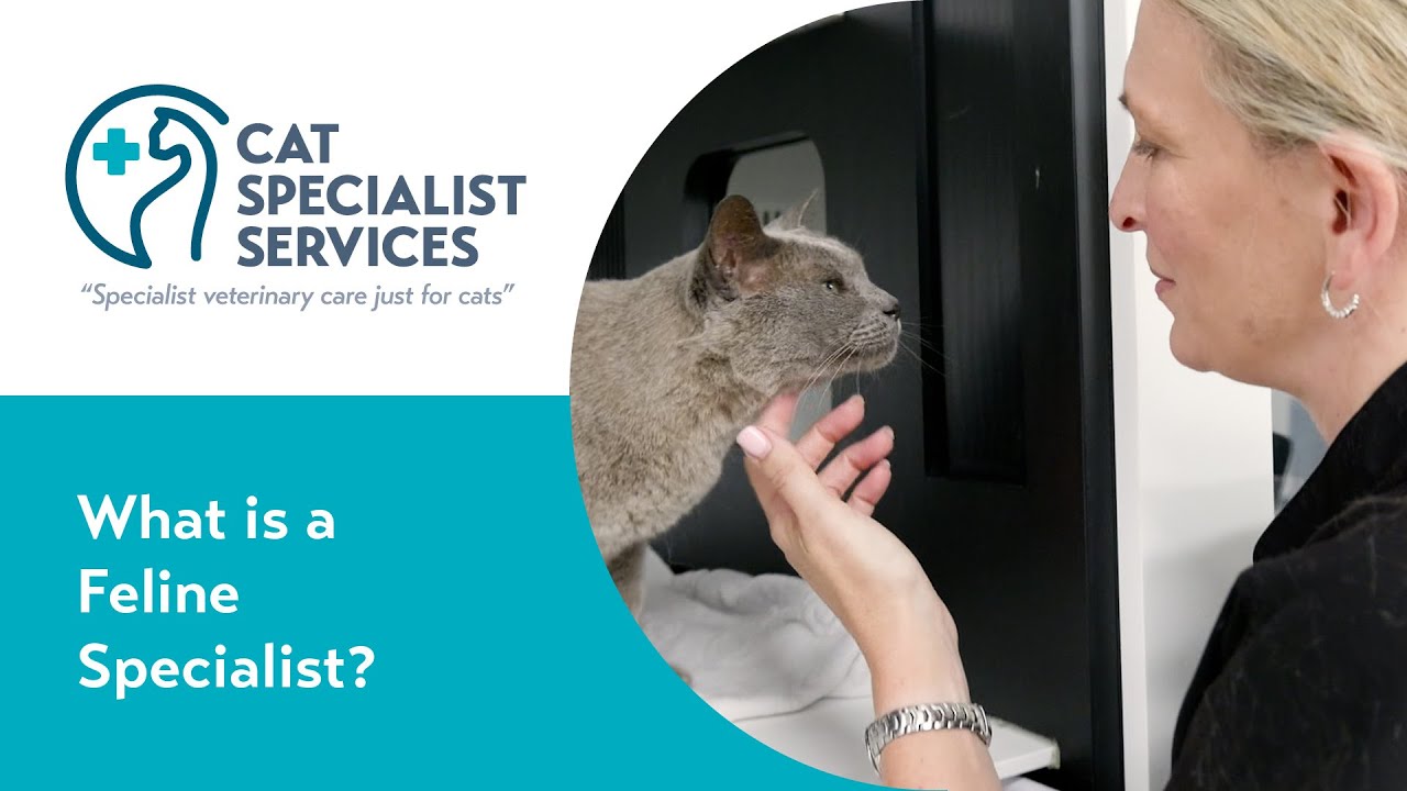 The unique role of cat vets and specialists in feline medicine Cat Specialist Services