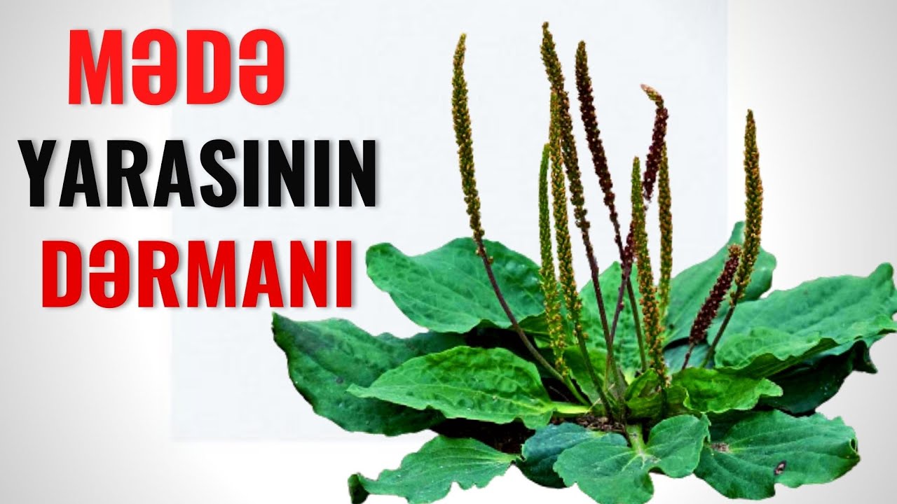 Qaynadıb G&uuml;ndə 3 Dəfə SUYUNU İ&Ccedil;İN! - Bağayarpağı M&Ouml;C&Uuml;ZƏ İMİŞ