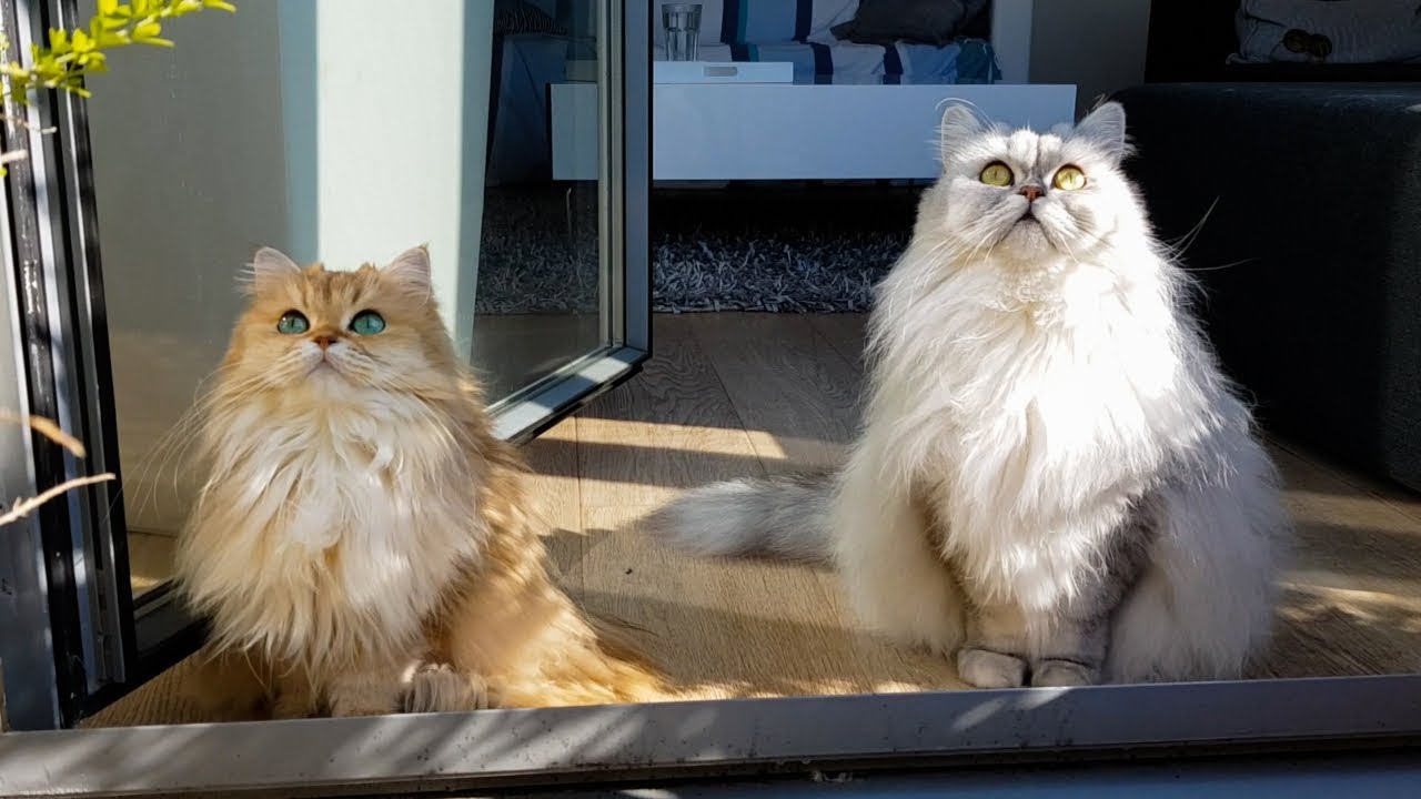 CATS TRYING TO FIGURE OUT LIFE