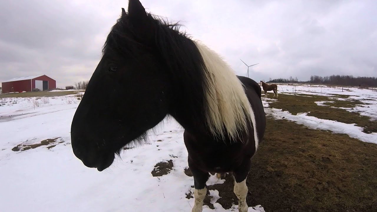 Meet the Herd of Roanchar Ranch Rescue