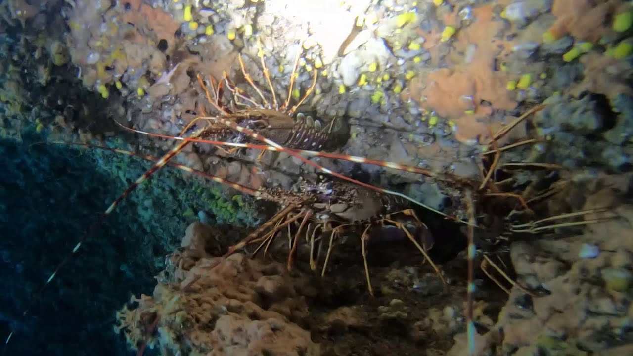 DIVING GOLFO ARANCI (07/2021)