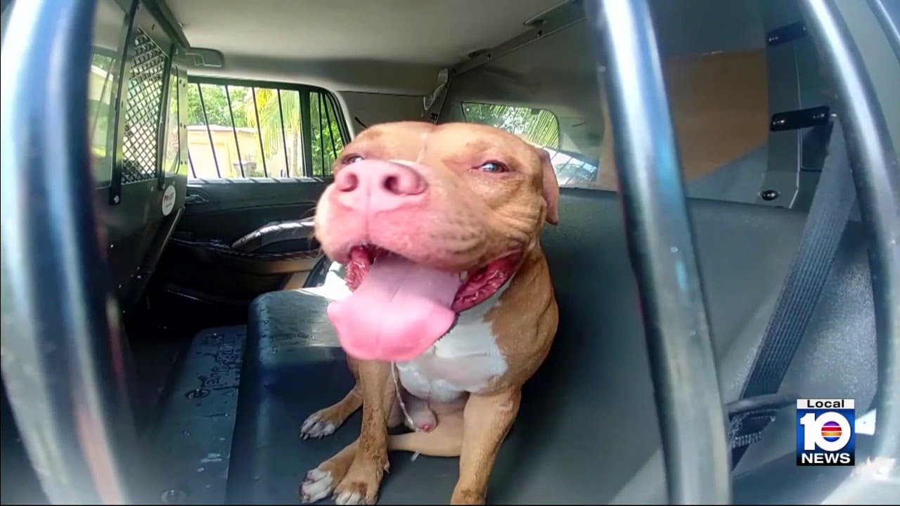 Lauderdale Lakes dog attacks man after residents warned owner