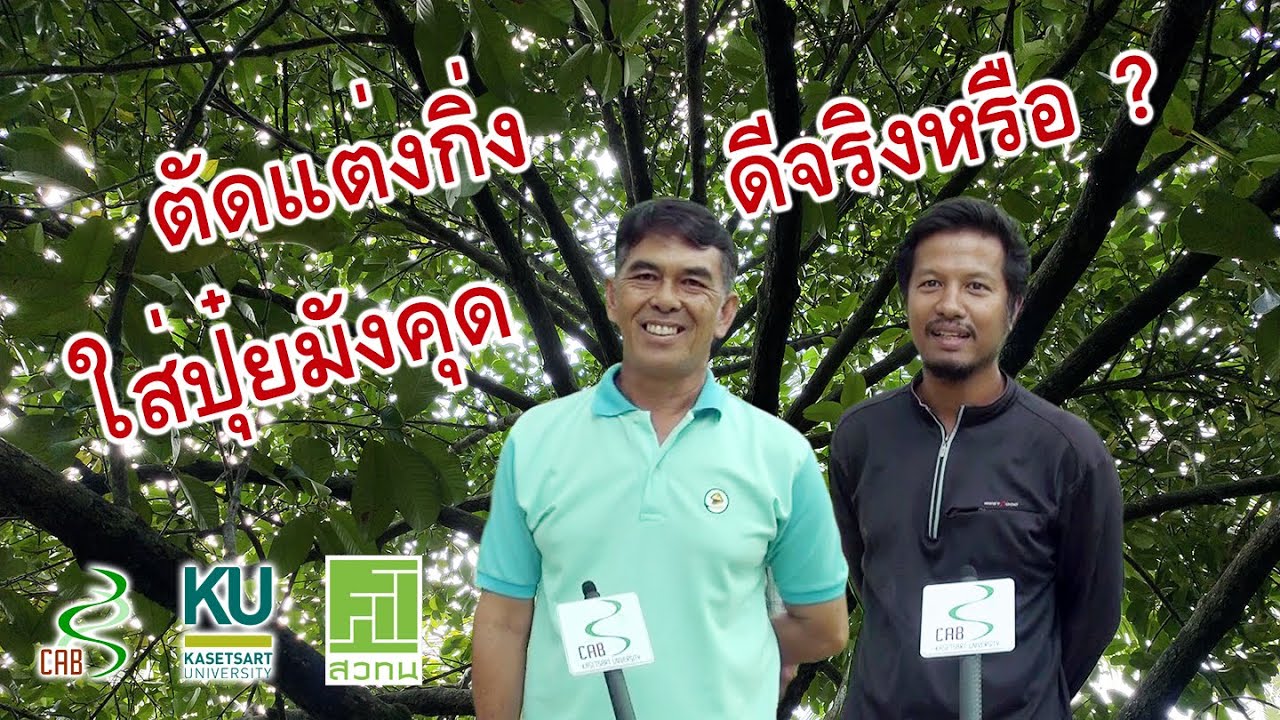 ตัดแต่งกิ่ง ใส่ปุ๋ยมังคุด ดีจริงหรือ ?