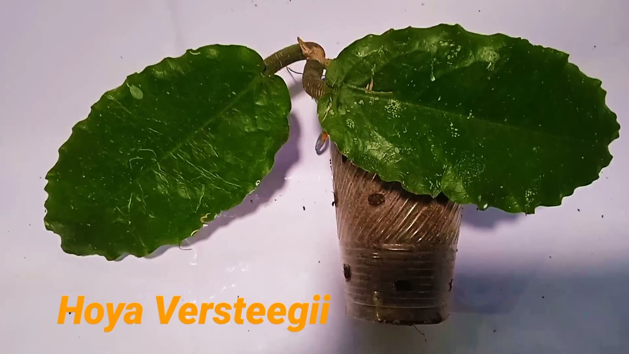 From the Forest of Papua //Hoya Versteegii