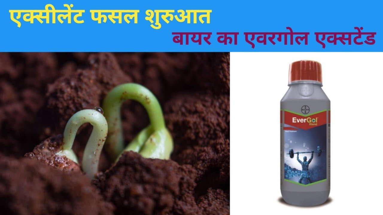 चने की फसल को शुरुआती फंगस से परफेक्ट सुरक्षा प्रदान करें @Krishimantra-Kp09