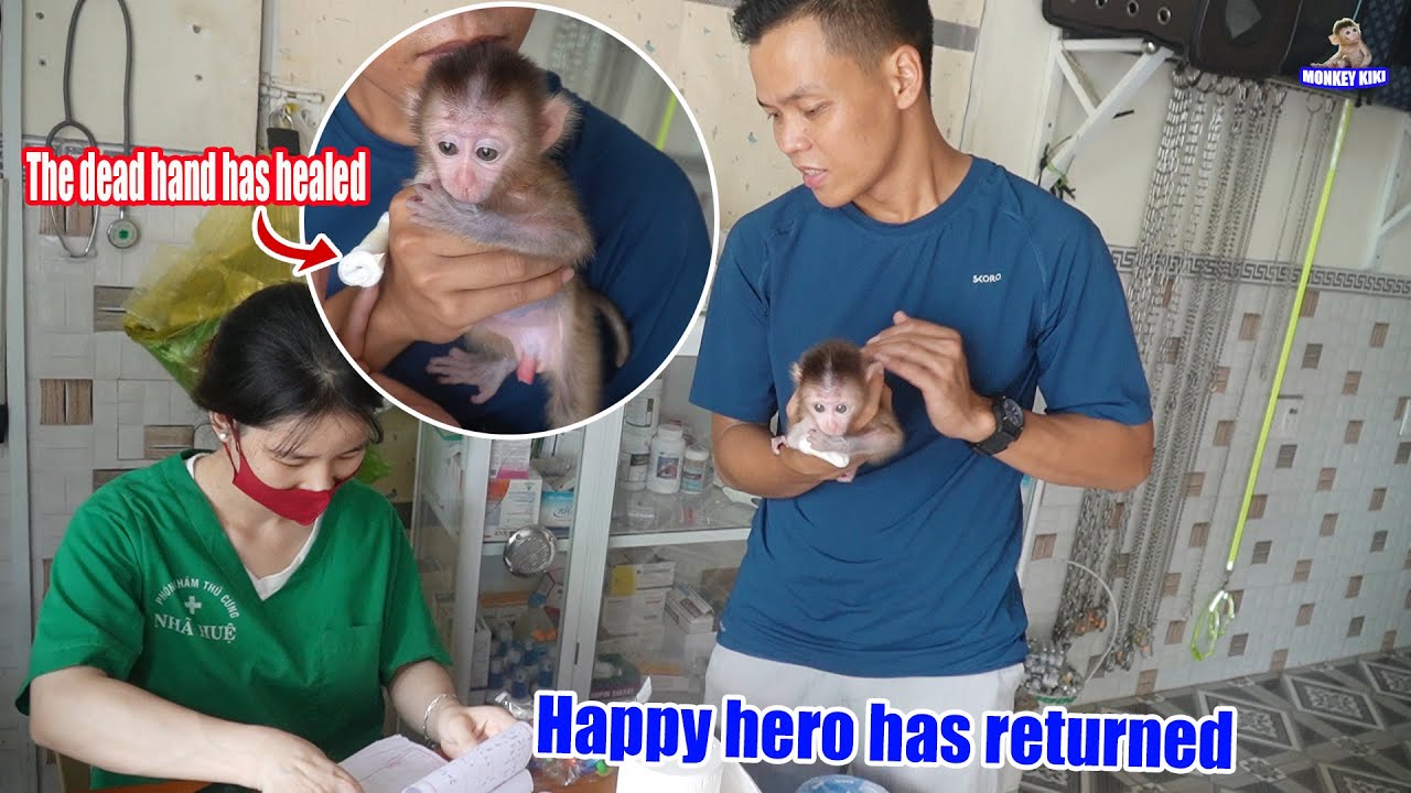 Baby monkey Happy overcame the pain and returned home • Monkey KiKi