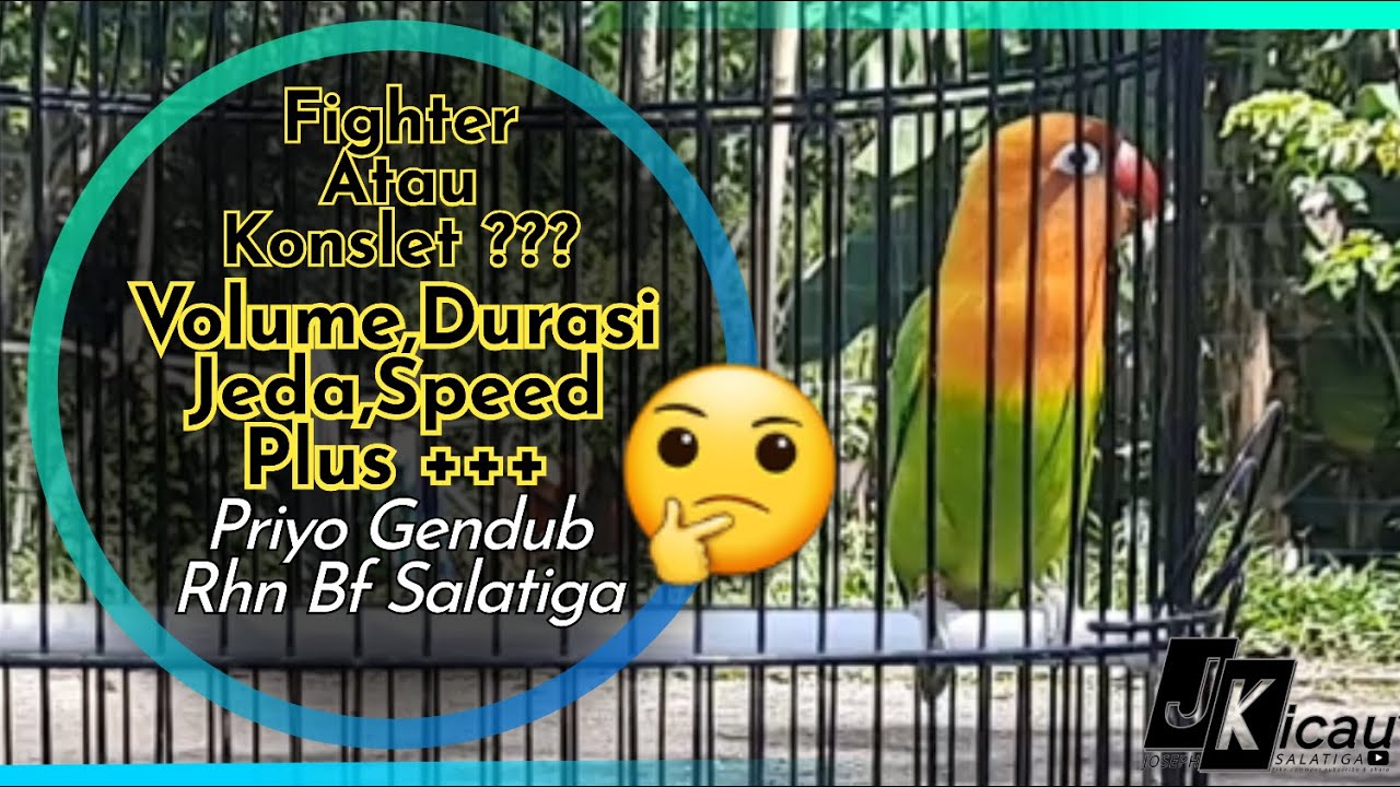 Lovebird Betina Durasi,Jeda,Speed,volume nggak ada akhlak.Priyo Gendub Rhn Bf Salatiga