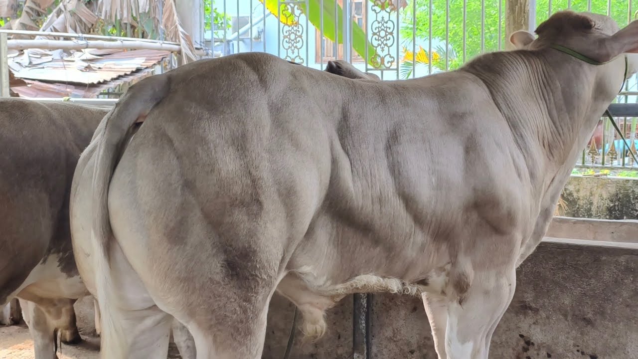 SĐT: 0393443007, Lô Bò BBB, KEM ĐẸP 3/3/2026 Trại Bò Bảy Phán Mỏ Cày Bắc, Bến Tre
