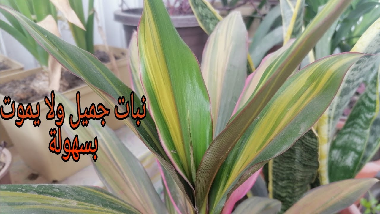 نبات الكولدرين .. دراسينا كولدرينا .. نباتات الظل