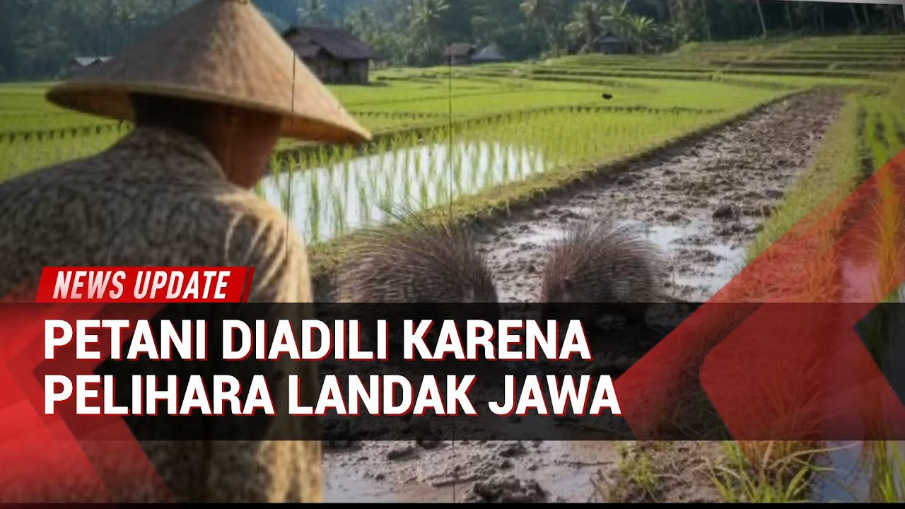 Niat Baik Berujung Petaka: Kasus Landak Jawa di Madiun