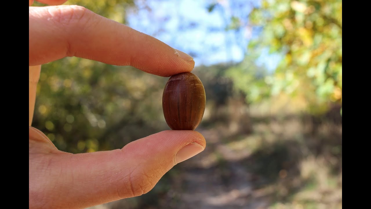 LA BELLOTA, USOS Y FORMAS DE PREPARACIÓN (Quercus) Encina, robles, melojo, quejigo, Nuez comestible
