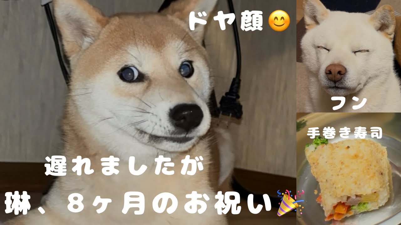 10日遅れの月齢8ヶ月のお祝い🎉巻き寿司‼️#柴犬＃白柴＃赤柴＃ご飯#散歩＃ヤンチャガール ＃多頭飼い＃犬のいる生活＃癒し＃可愛い#楽しい1日#8ヶ月＃5才＃鬼嫁＃優夫#犬バカ#あそび#
