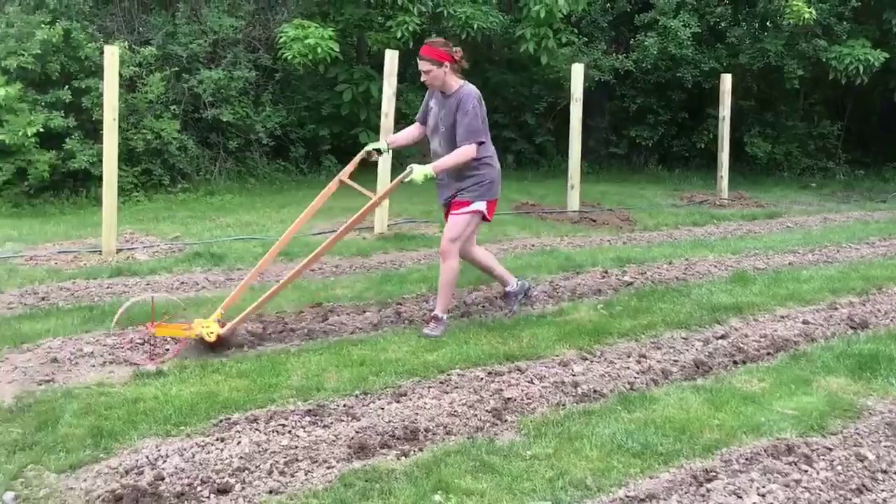 Furrowing the soil for planting with the Red Pig NO. 1 Wheel Hoe