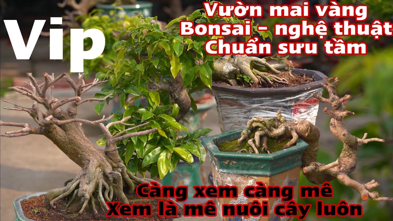 Vườn mai vàng bonsai vip p4 - những tác phẩm mai vàng bonsai tại vườn chú 8 _