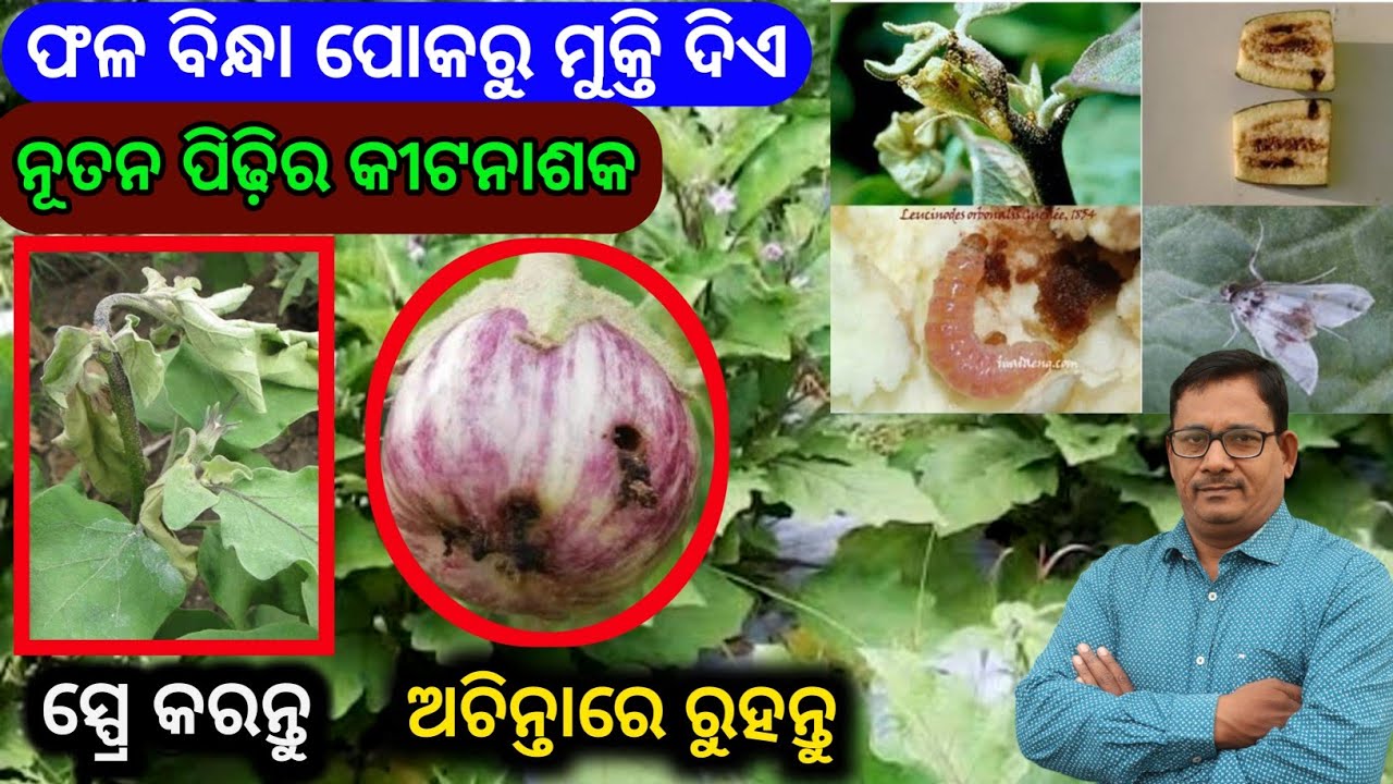 Brinjal fruit and shoot borer ବାଇଗଣ ଫଳ ବିନ୍ଧା ପୋକ ପାଇଁ best pesticide