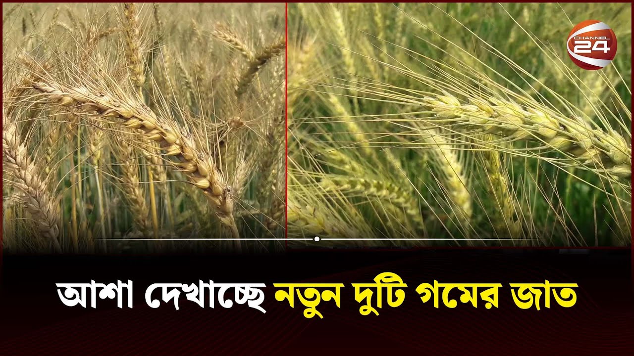 আশা দেখাচ্ছে নতুন দুটি গমের জাত | Dinajpur Wheat | Channel 24