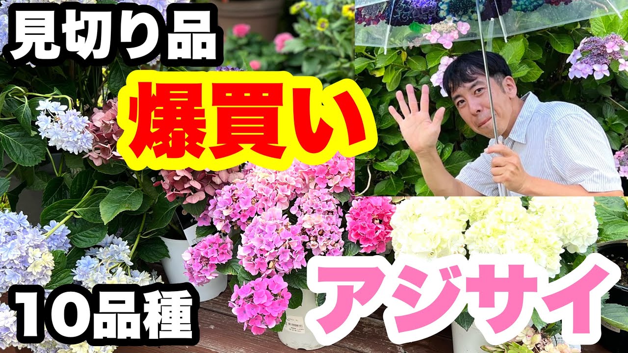 ■お値打ちすぎて爆買い【アジサイ10品種】紹介します！おまけ【アワビ漁の風景】