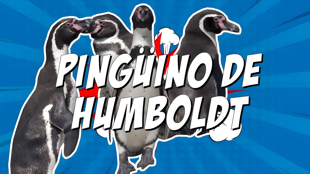 El Pingüino de Humboldt | Animales chilenos superasombrosos - T2E6