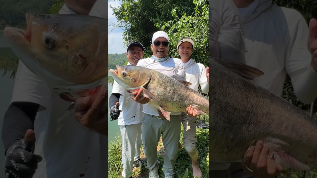 Ngô á câu cá mất hugo 50kg, quyết tâm câu lại hugo hàng khủng #cauca #fishing #câucá #fishinglife