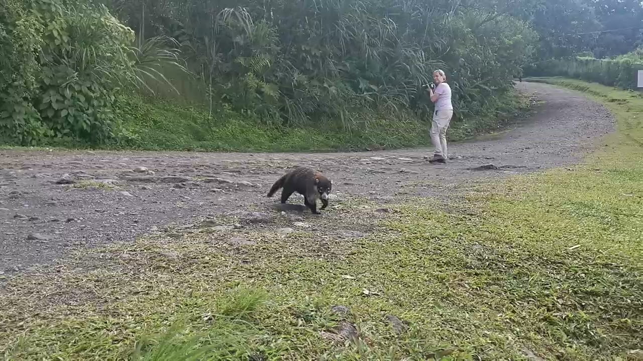 Nasenbären auf einem Parkplatz 