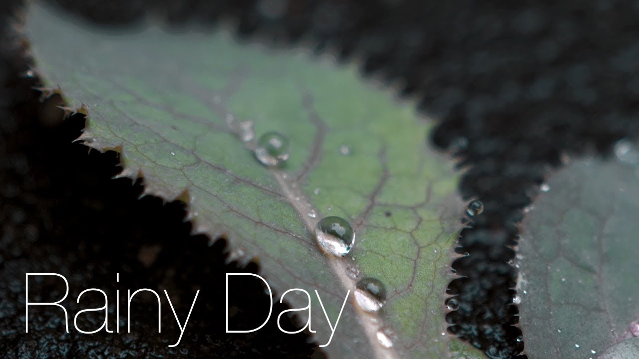 GH5, Leica 12-60 Short Film | Rainy Day