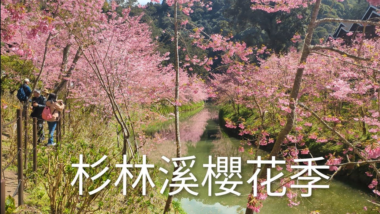 2026 0307 杉林溪櫻花季