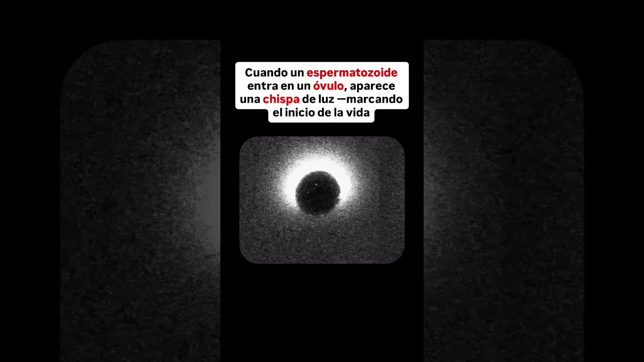 ESPERMATOZOIDE ENTRA EN UN ÓVULO ¡¡CHISPA DE LUZ!! 