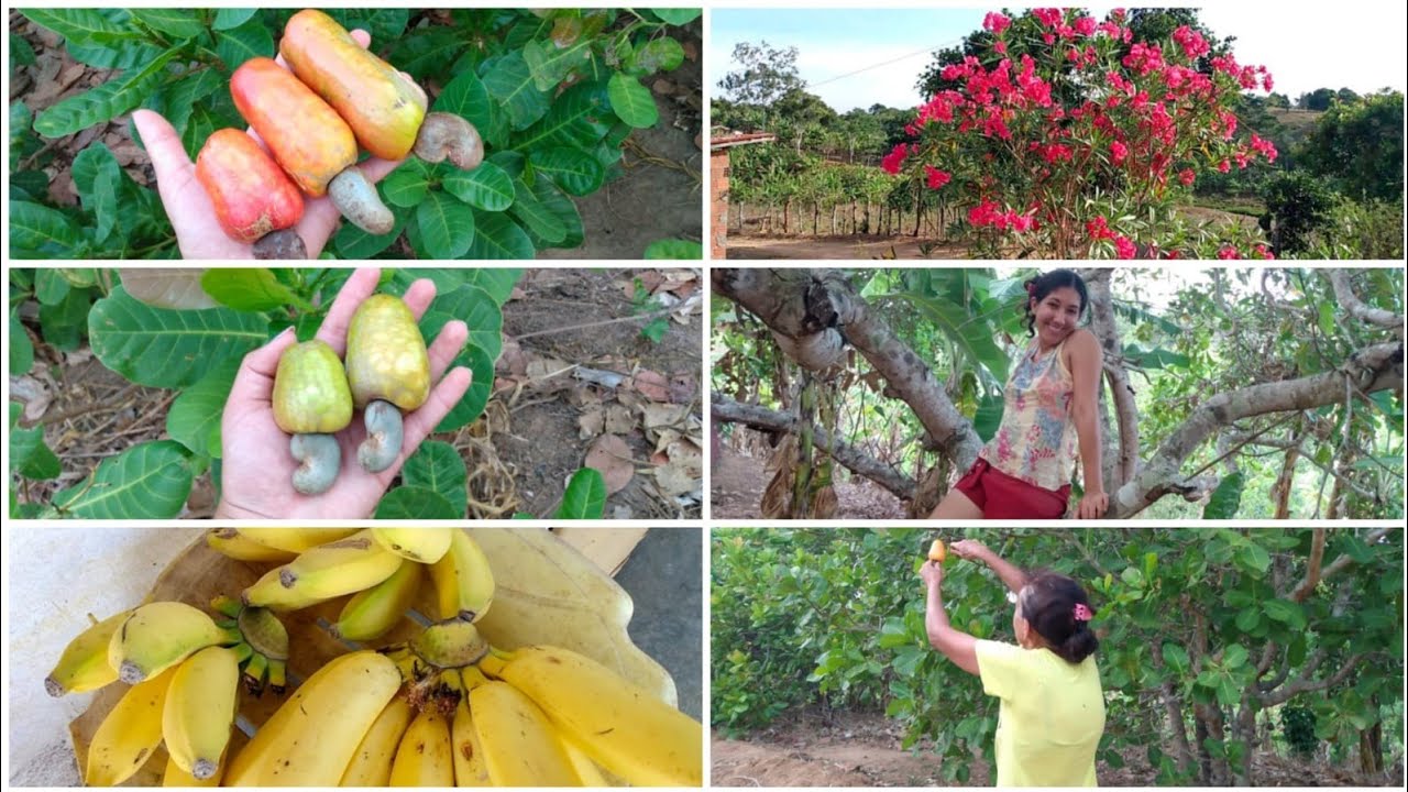 RIQUEZAS MORANDO NO INTERIOR! FARTURA DE FRUTAS + ROTINA DE UMA DONA DE CASA