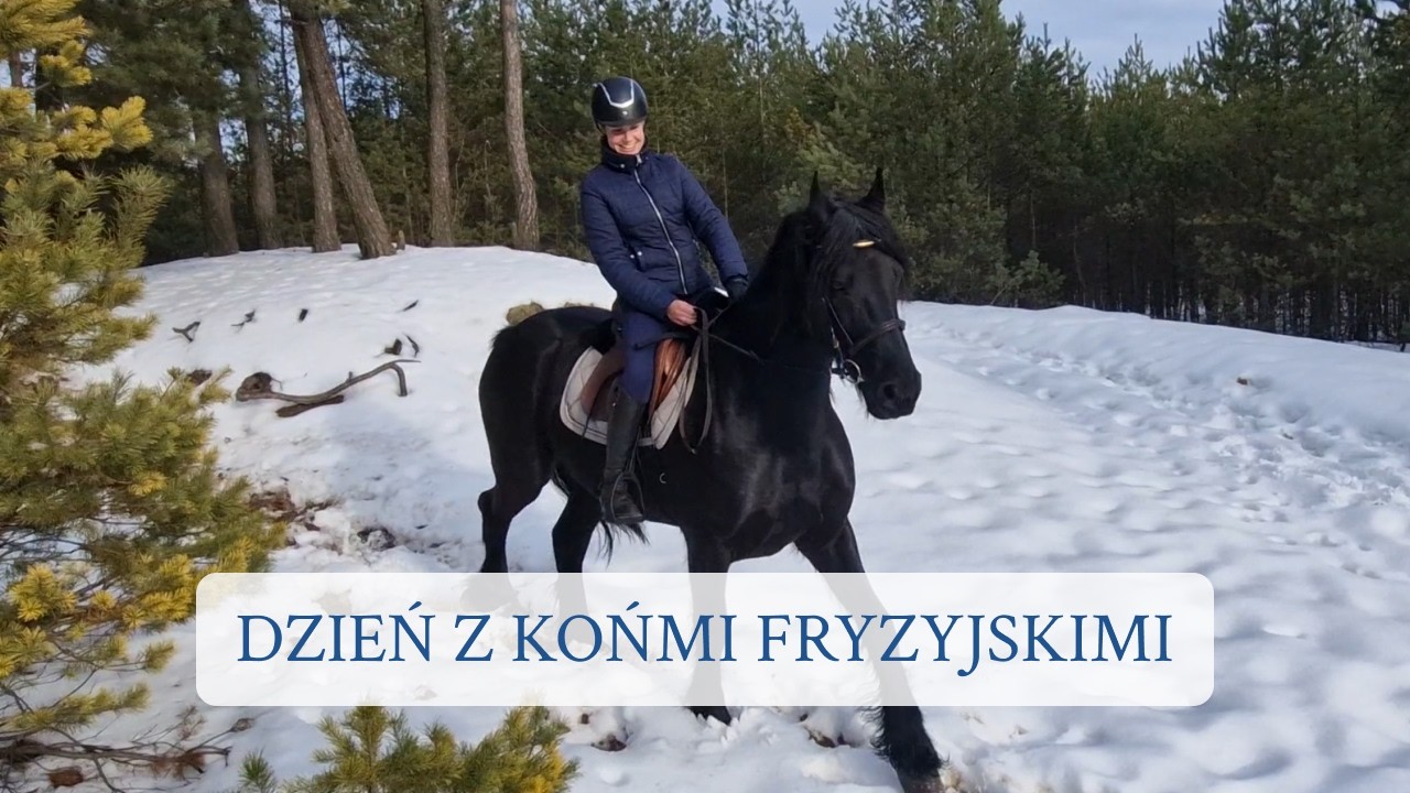Dzień wśród koni FRYZYJSKICH