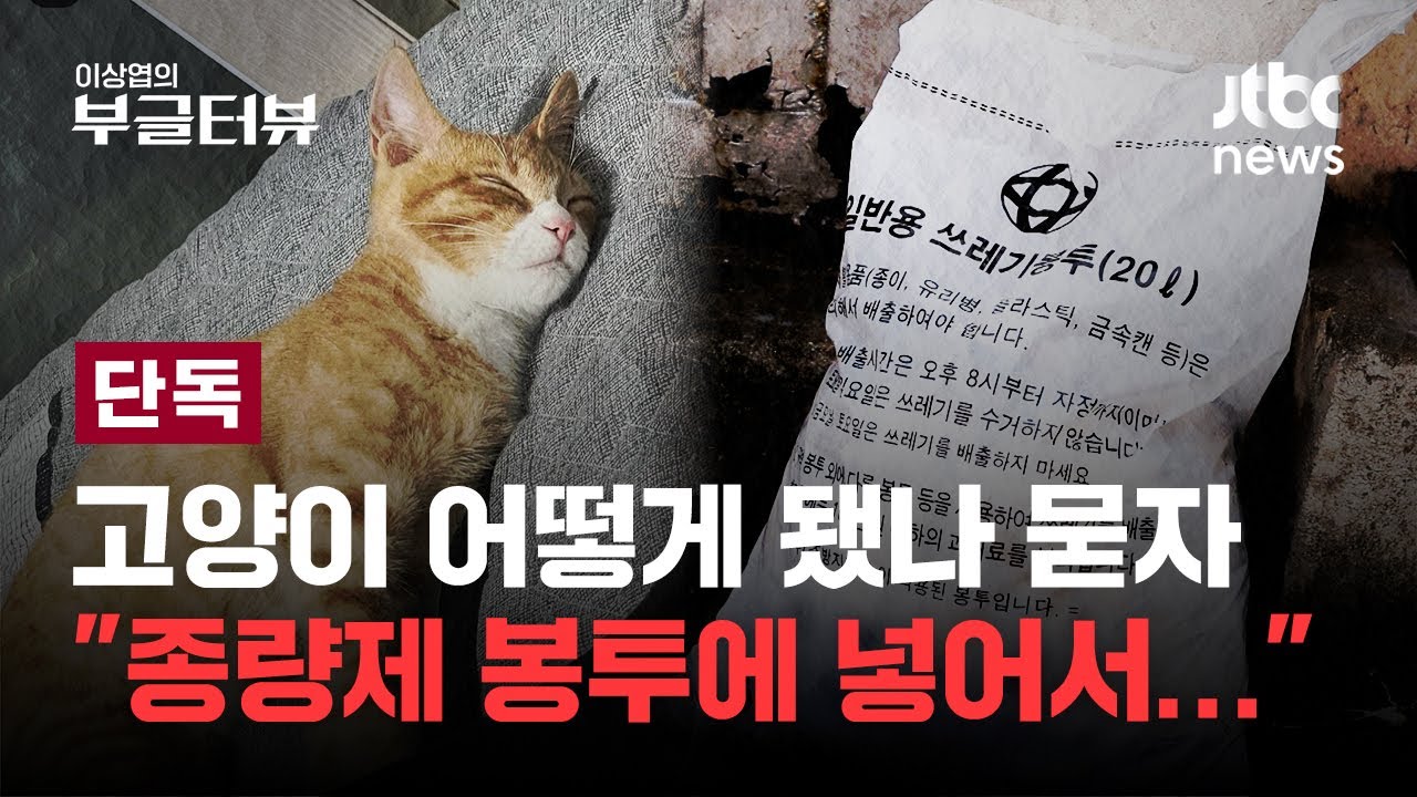 [단독] '안양 고양이 연쇄 학대' 추적…2마리 갈비뼈 17곳 부러지고 3마리 종량제 봉투에｜이상엽의 부글터뷰