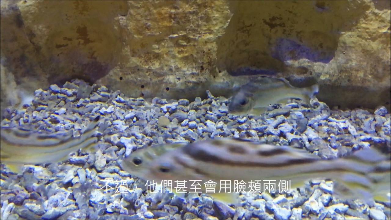 野柳海洋世界-線上解說-花身鯻