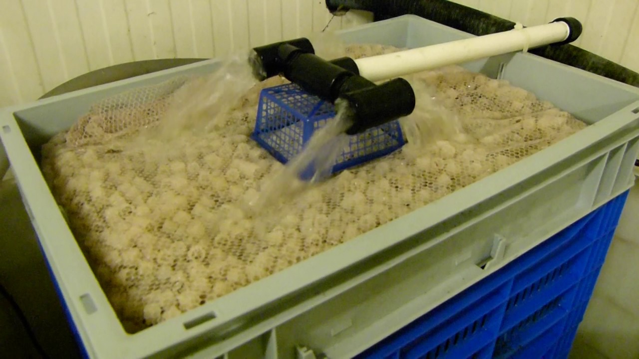 Filtration system in Aquatica - Ornamental fish farm #2