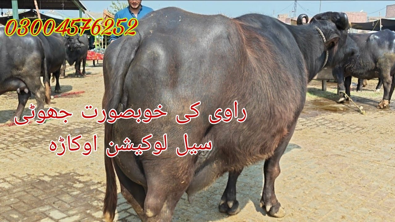 Noor shah ki high milking top buffalo sale Okara Animal Tv 03004576252/26/2/2026 لوکیشن اوکاڑہ