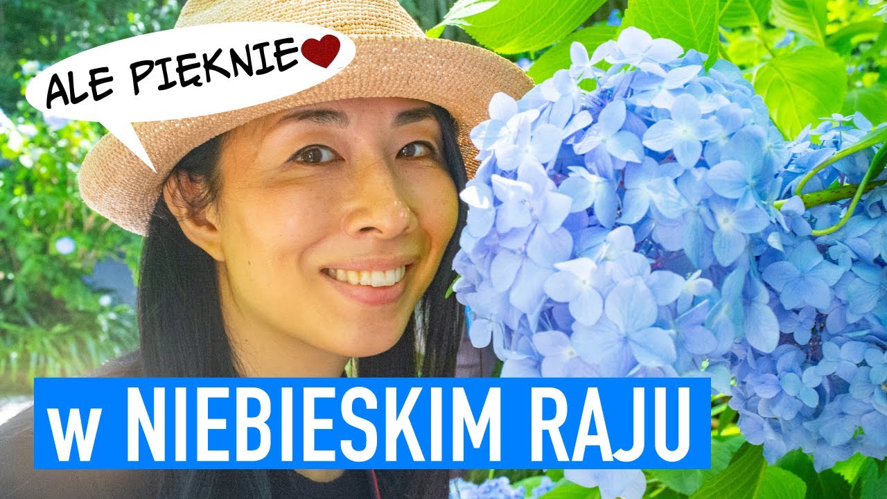 Jak podziwiać hortensje jak Japończyk? - Świątynia Meigetsuin w Kamakurze