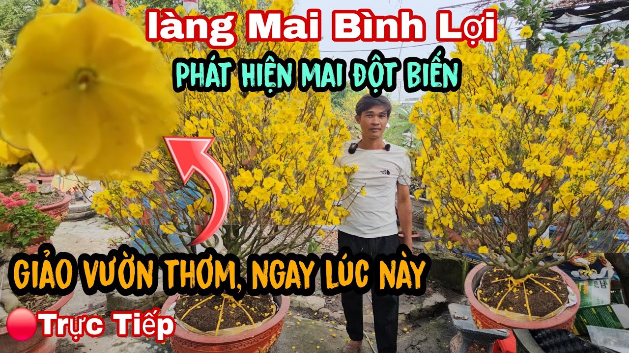 🔴Chấn Động Giới Chơi Mai Phát Hiện Mai Đột Biến Ở Làng Mai Bình Lợi Ngay Lúc Này 