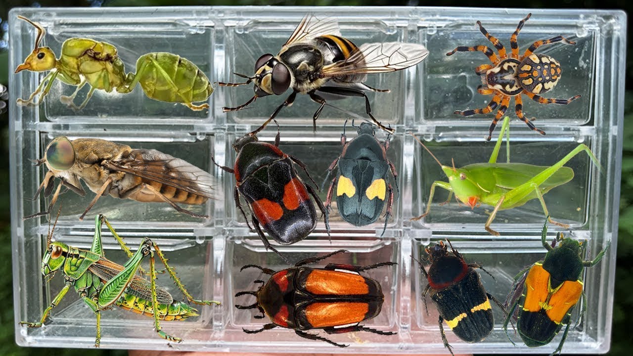 Catching insects in the garden, I got Horsefly, Weaver Ant Queen, Glycyphana, Megymenum,