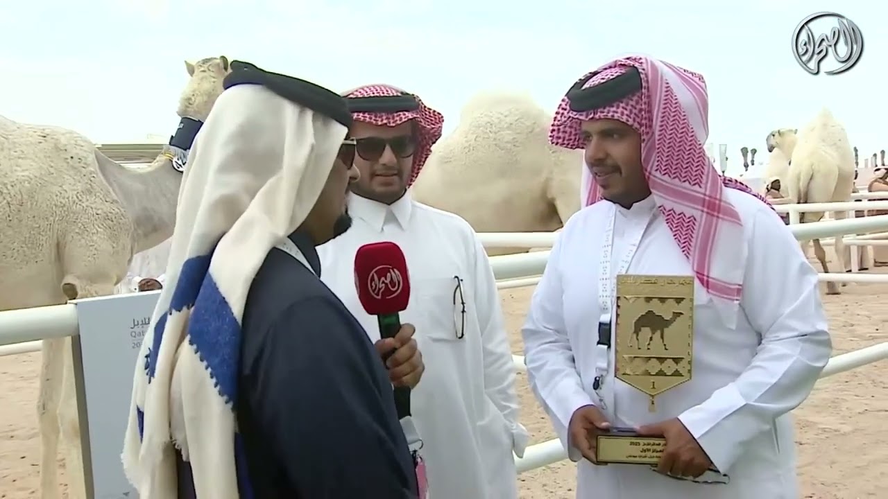 تقرير فرحة الفوز مهرجان قطر للابل 2023
