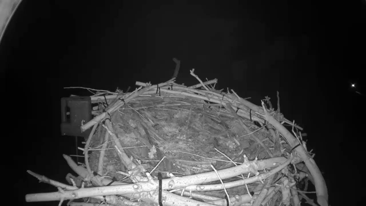 Llyn Brenig Nest
