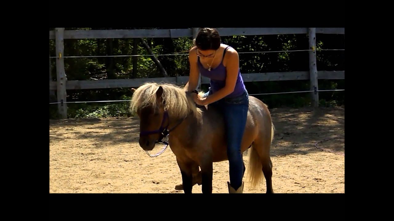 Debut debourrage du petit poney, Gypsy