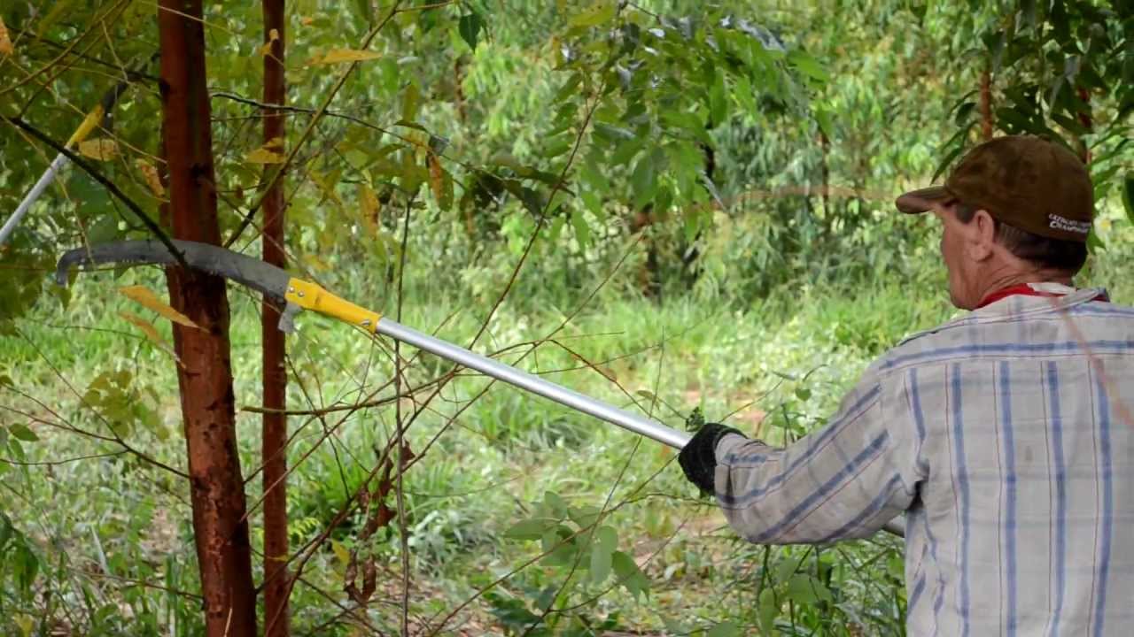 Desrama no Sistema Lavoura Pecu&aacute;ria e Floresta