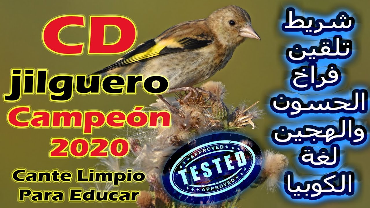 CD #Jilguero #Cante Limpio Para #Educar 2020 /  شريط #تلقين فراخ #الحسون# و#الهجين لغة #الكوبيا