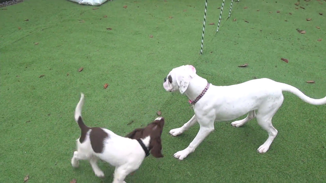 Puppy springer reacts to meeting Boxer for the first time
