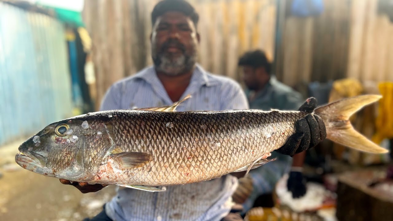 KASMEDU 🔥MINNAL RAJA | VELA MEEN 🐟MASS CUTTING SKILLS | N M FISH CUTTING 🔪